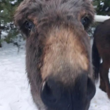 Pod Kogutem Apartament Barczewko