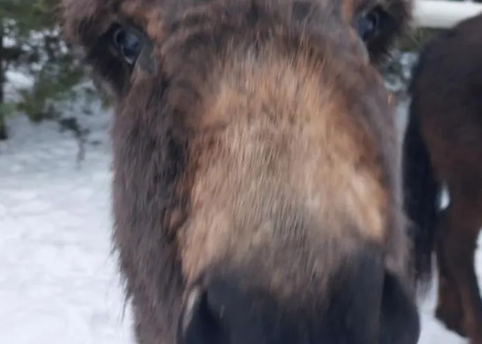 Pod Kogutem Apartament Barczewko